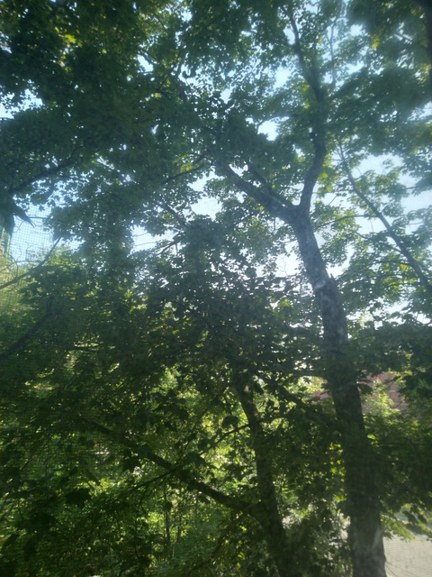 Video leaks midsummersdayd1