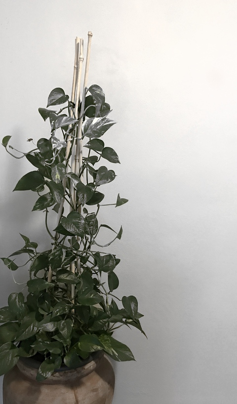 Video leaks missteen