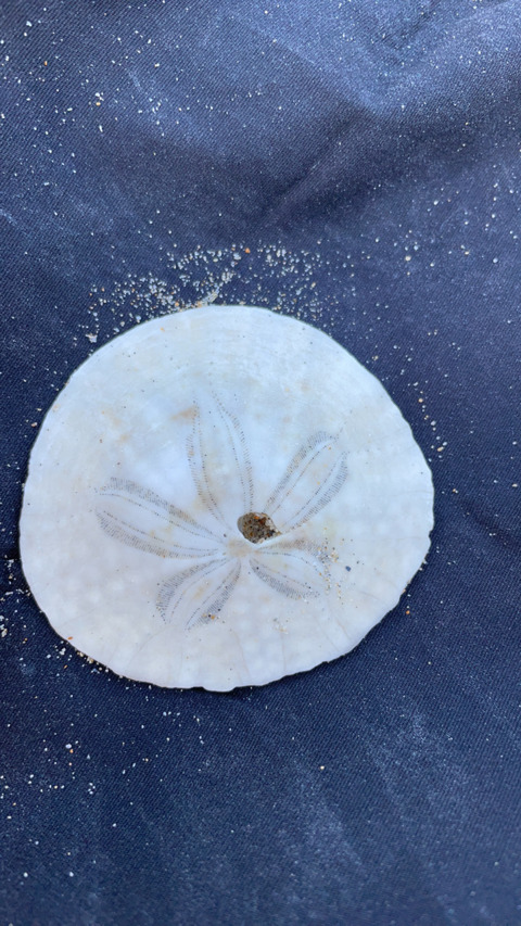 Video leaks misstoninic