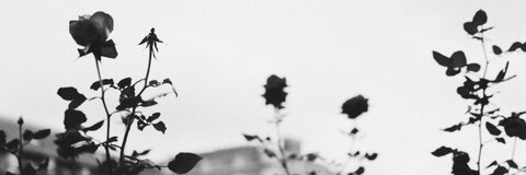 Video leaks molmiller