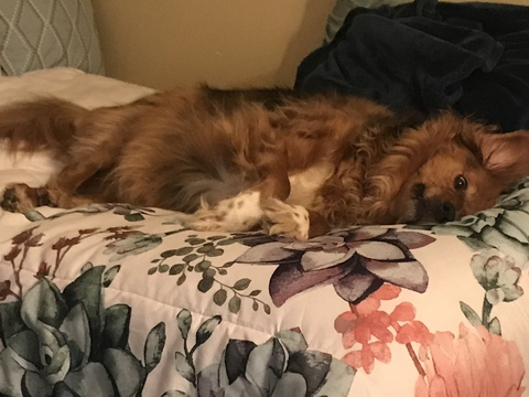 Video leaks mspuppylilith