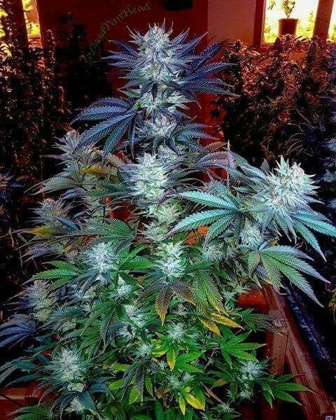 Video leaks nativequeencannibis