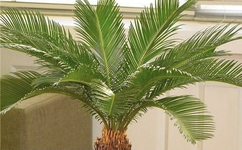 Video leaks nsfwclubhouse