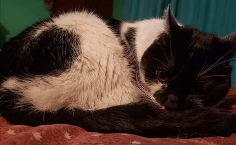 Video leaks only-hans