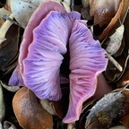 onlyfungi (OnlyFungi) OnlyFans Leaked Pictures and Videos 

 profile picture