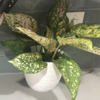 OnlyPlants (onlyplants) Leaks OnlyFans 

 profile picture