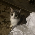 onlypurrs OnlyFans Leaked 

 profile picture