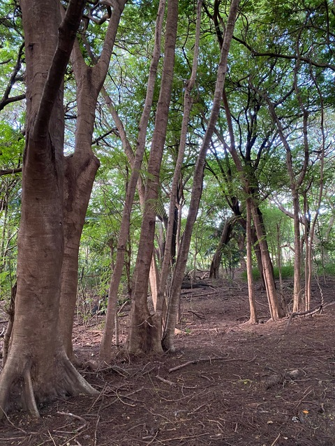 Video leaks pagxeadm