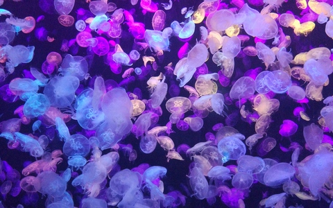 Video leaks pinkumonsutta