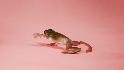 Video leaks piriboygirl