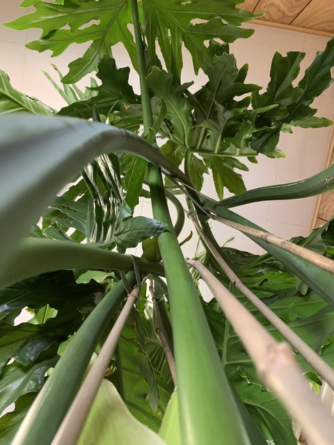 Video leaks plant_dad69