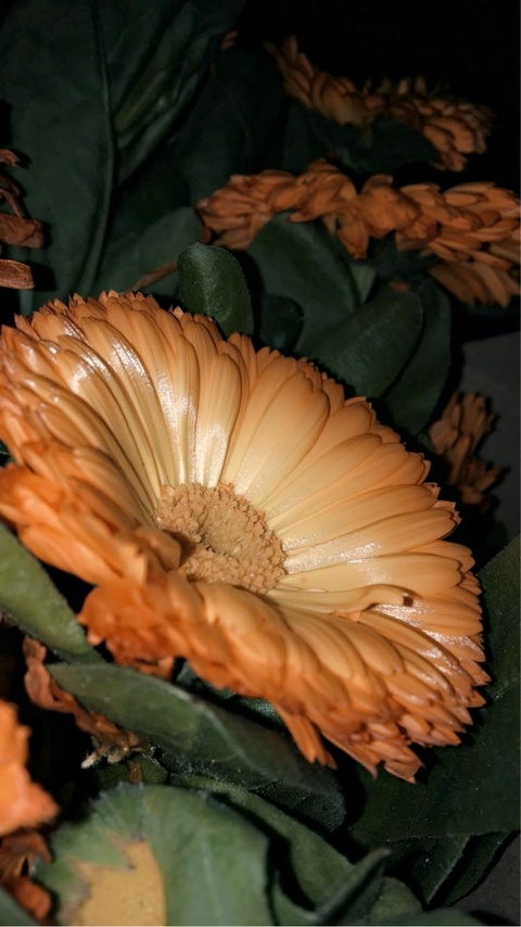 Video leaks poisoned.bitch