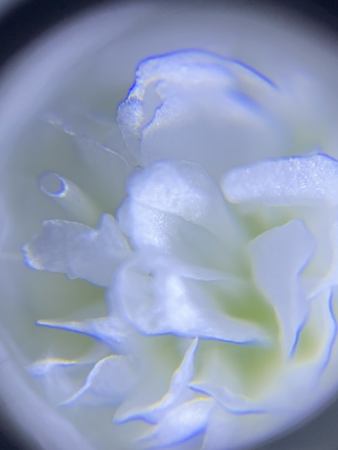 Video leaks powerfulclit