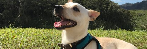 Video leaks princesshoo