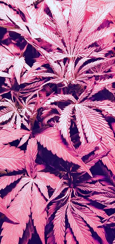 Video leaks princesskekona