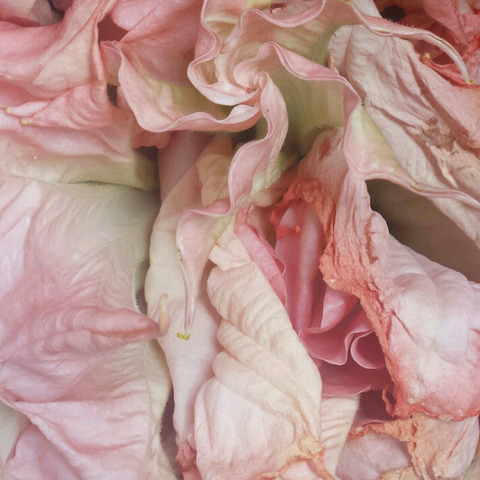 Video leaks princessmollyy