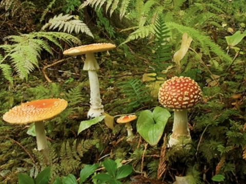 Video leaks rainforesttt