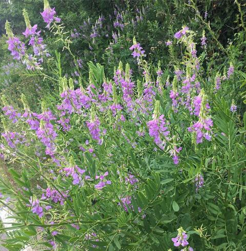 Video leaks ratstyle