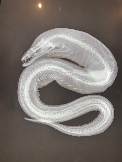 Video leaks recklessdarkdesires