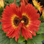 red-sunflower Profile Picture