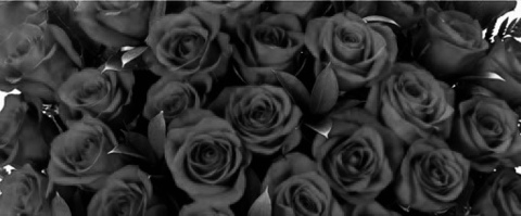 Video leaks roseredx1