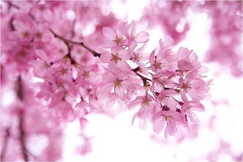 Video leaks sakukitsune