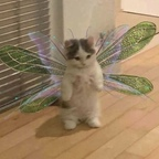 Hellokitty333 (sanrioh0e) Leak OnlyFans 

 profile picture