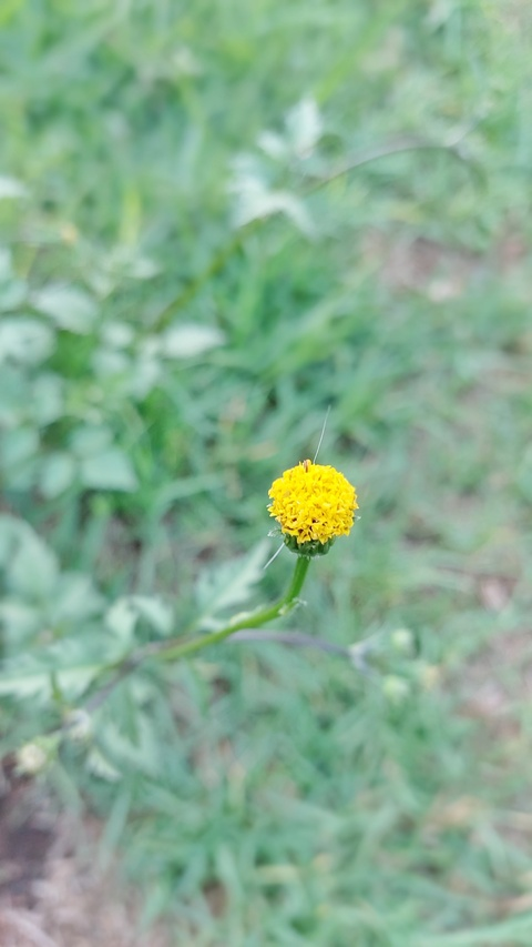 Video leaks saraelise