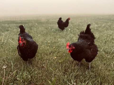 Video leaks sexychickenbabe