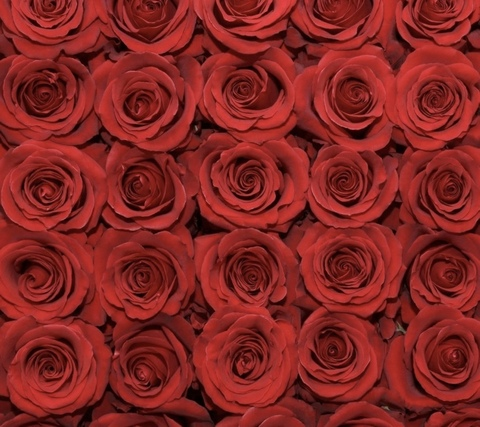 Video leaks sexyylexii