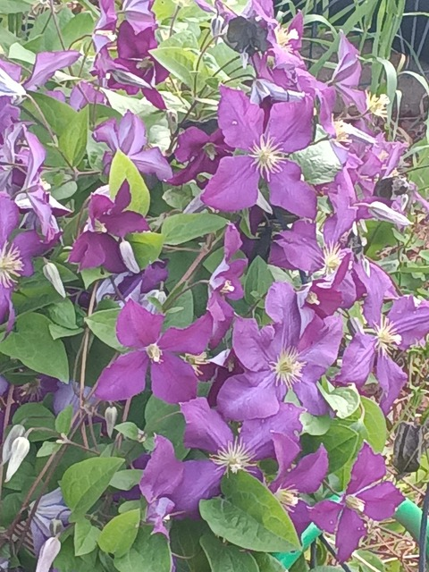 Video leaks silveride