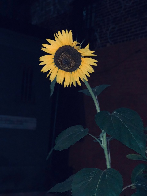 Video leaks sin_rose
