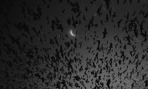 Video leaks sophiesinner