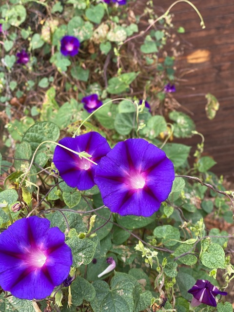 Video leaks spicyjen