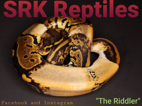 Video leaks srk_reptiles