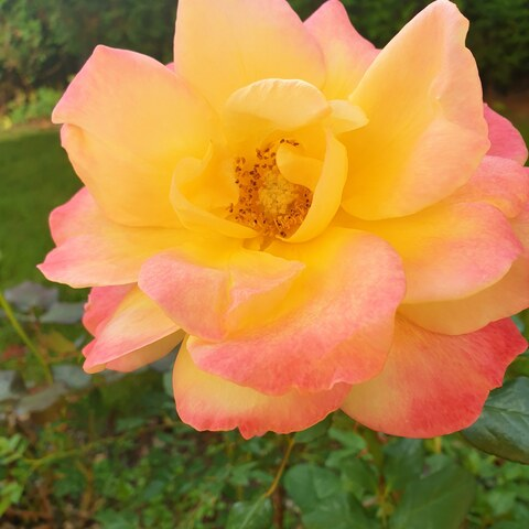 Video leaks starbajbe