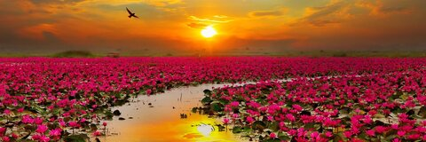 Video leaks sthomisthebomb