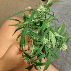 stickysweetness OnlyFans Leak 

 profile picture