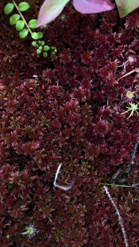 Video leaks sun_flower_girl