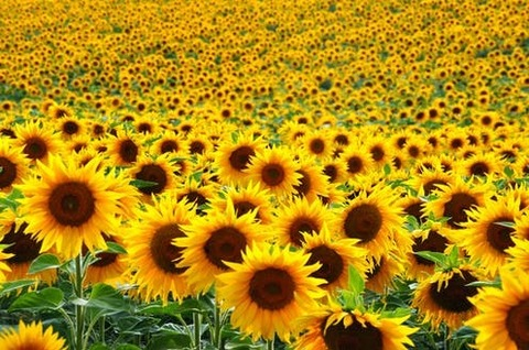 Video leaks sunflower227