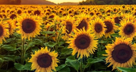 Video leaks sunflowerfatty92