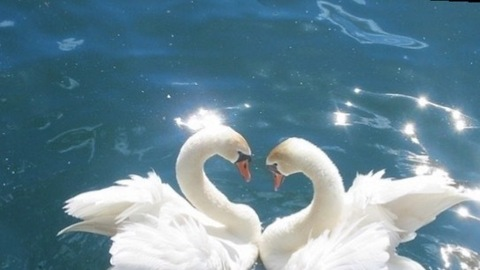 Video leaks susie-xowie