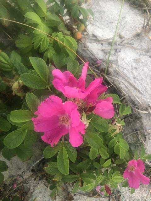 Video leaks suzzyhomemaker