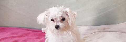 Video leaks sweetprovocativ