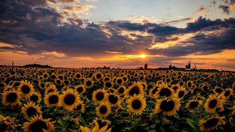 Video leaks tamalesaftrdrk