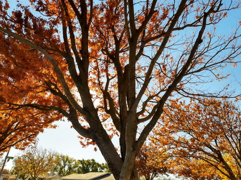 Video leaks teacheryisus