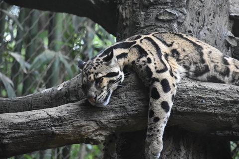 Video leaks teslacutie