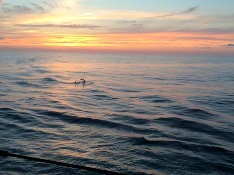 Video leaks texaspete11