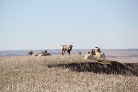 Video leaks thatgayguymatty