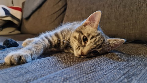 Video leaks theepicunicornkitten